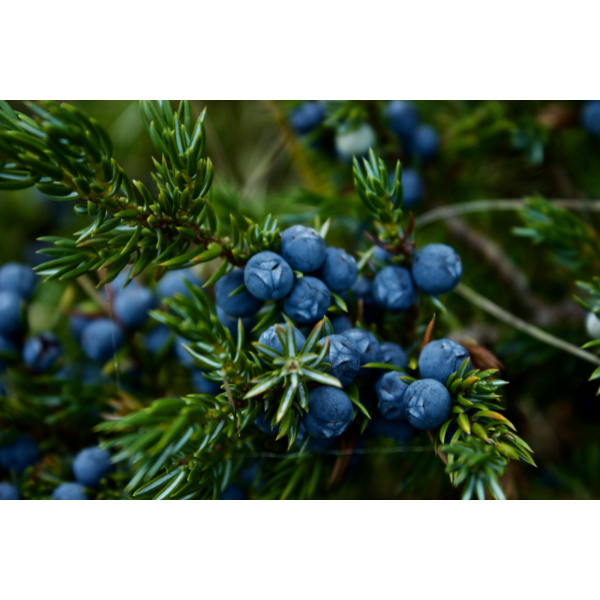 GlucoTrust Review Ingredients Juniper Berries